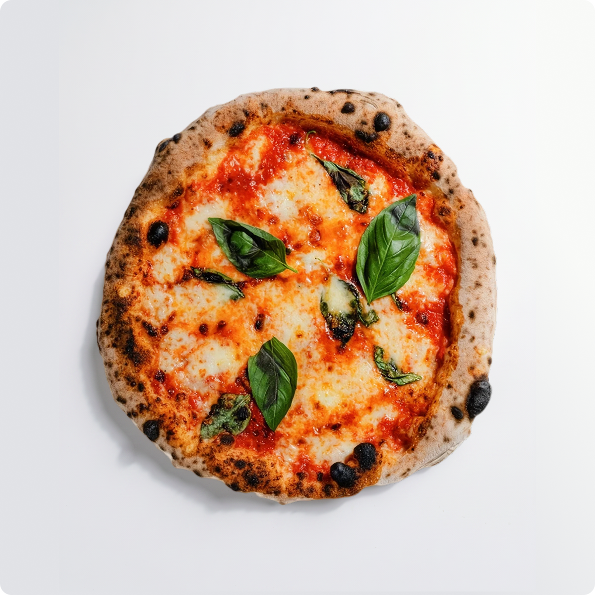 5x Margherita